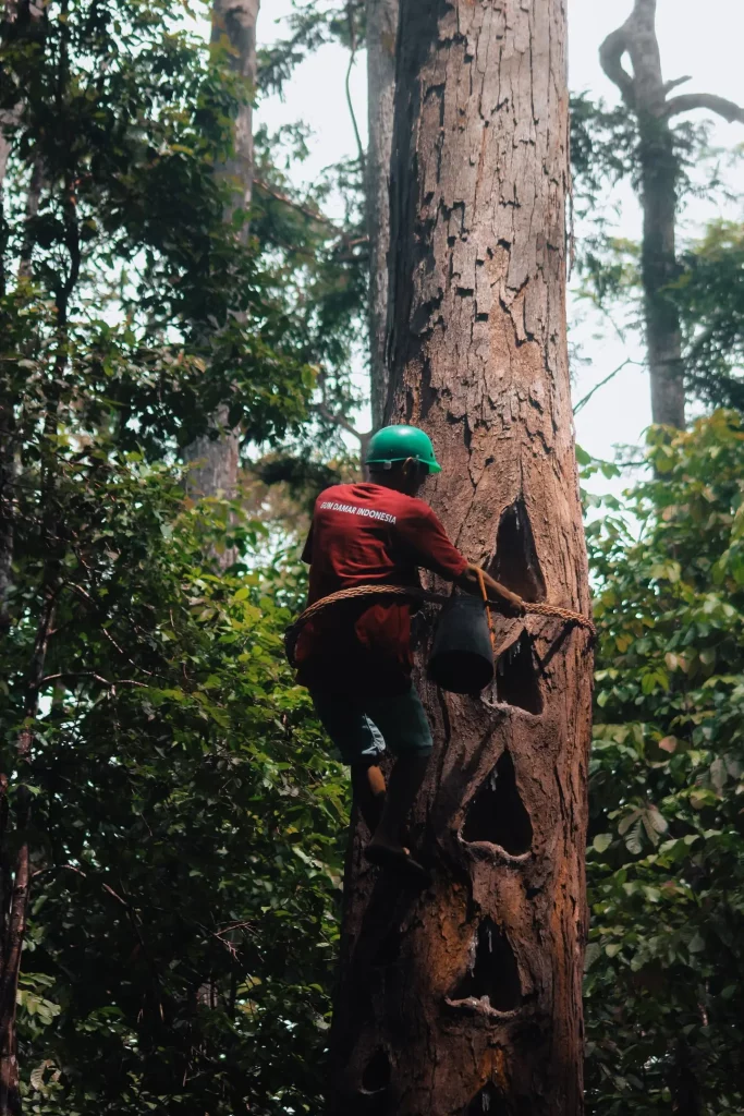 A local farmer climbing a tree using traditional methods to ethically harvest natural resin in an Indonesian forest.